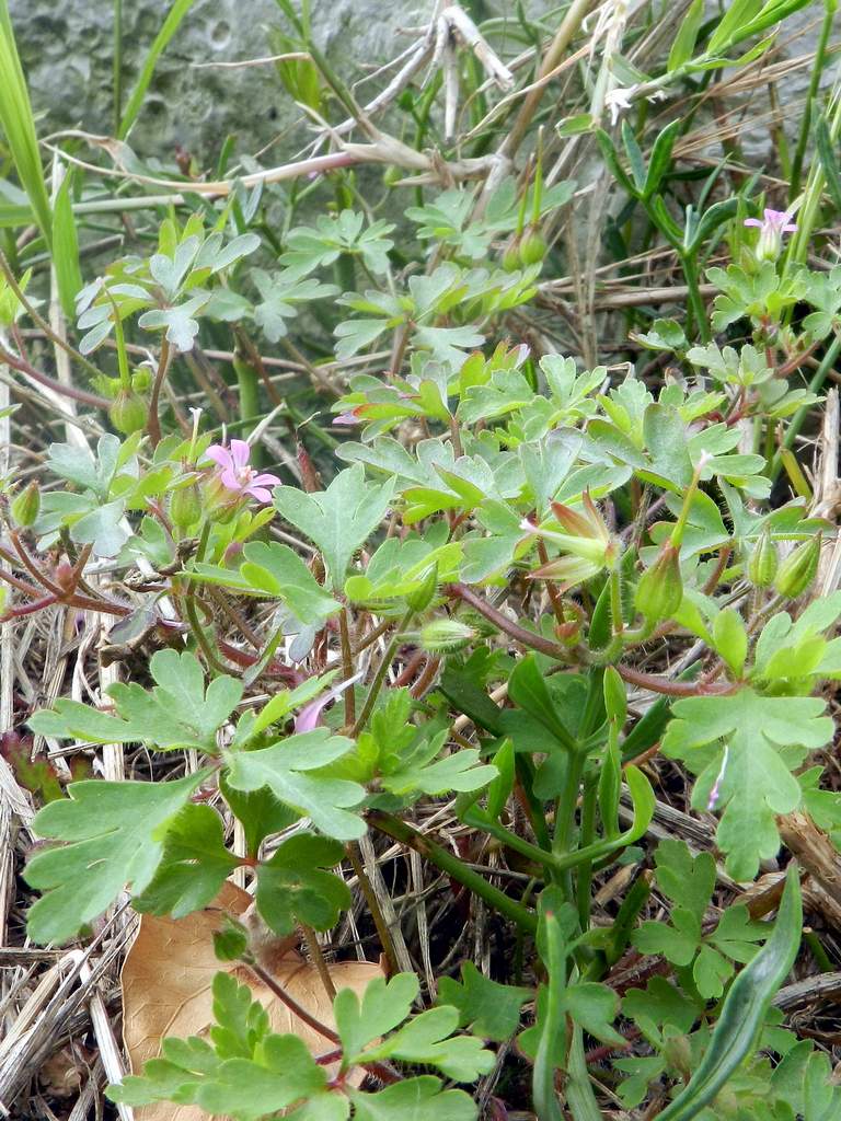 Geranium purpureum